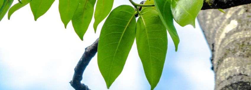 Quand la Martinique a d’immenses défis à relever…